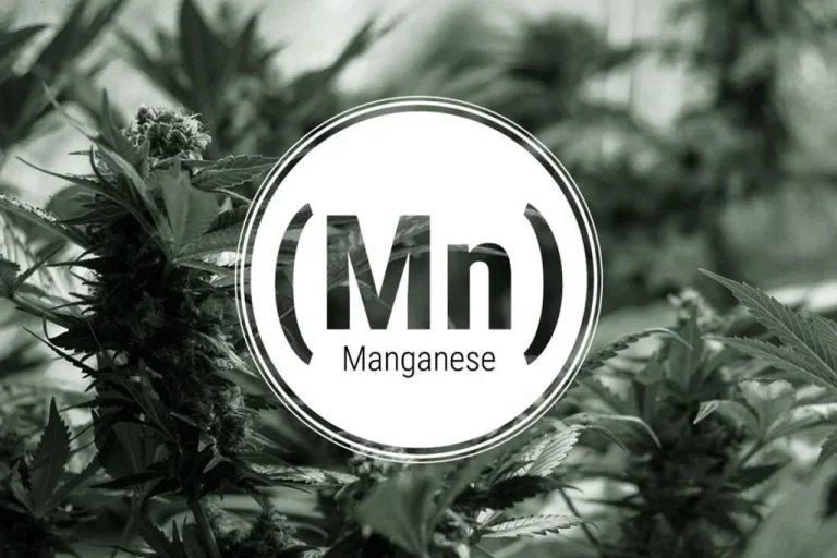 El Papel del Manganeso (Mn) en las Plantas