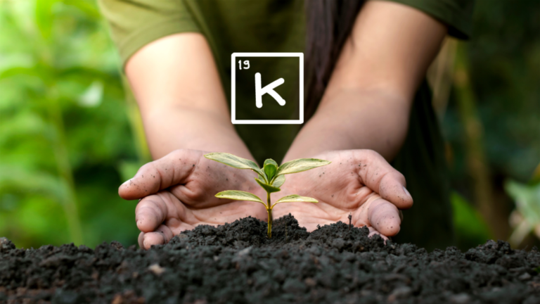 El papel del potasio en las plantas (k)