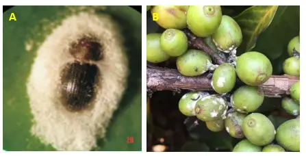 Control biológico de plagas en la caficultura: ¿cómo hacerlo?