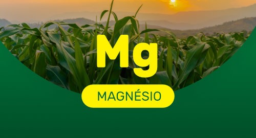 el papel del Magnesio (Mg) en las plantas