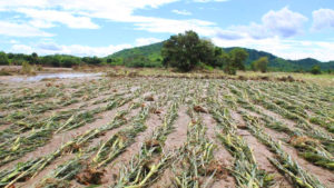 Cerca del 25% del PBI agrícola se encuentra en riesgo por El Niño