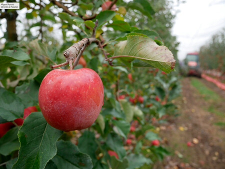 Agronometrics en gráficos: Temporada abundante para la manzana en EE.UU.