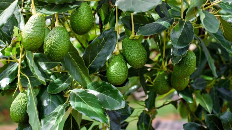 Impacto del fenómeno El Niño en la producción y exportación de la palta