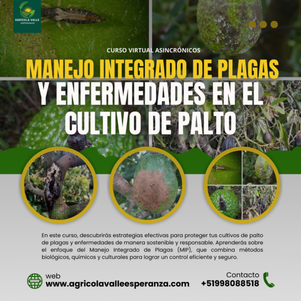 MANEJO INTEGRADO DE PLAGAS Y ENFERMEDADES EN EL CULTIVO DE PALTO