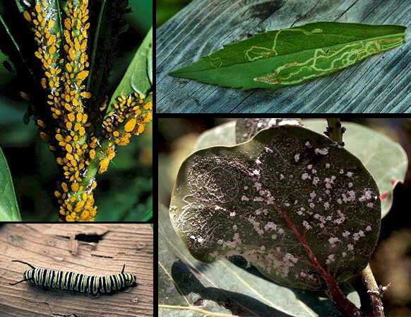 PLAGAS Y ENFERMEDADES DE LAS PLANTAS