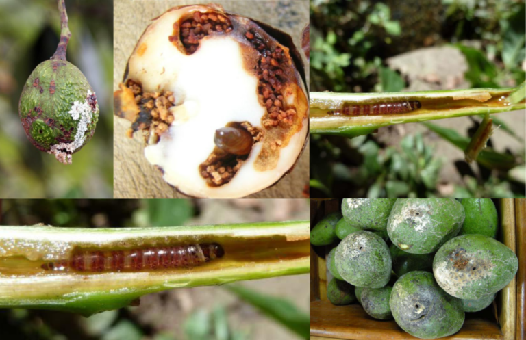 Manual de Identificación de las Principales Plagas del Aguacate (Palta)