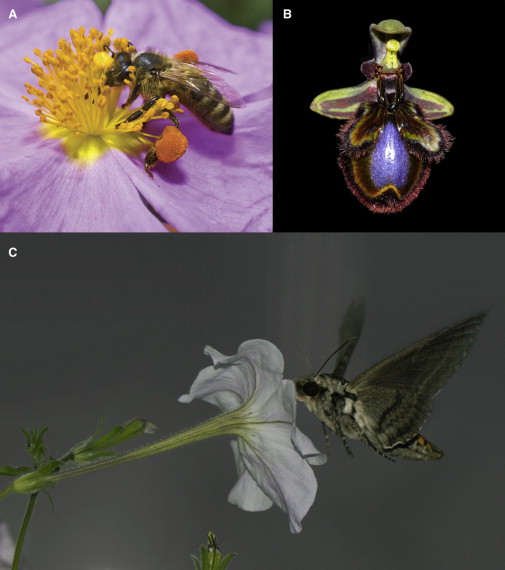 Las flores atraen a sus polinizadores mediante una combinación de forma, color, arquitectura y atrayentes
