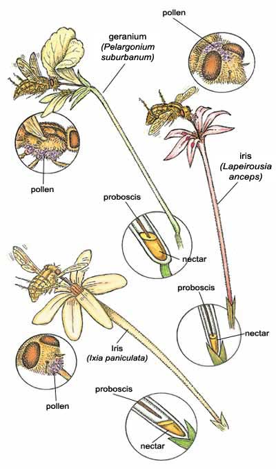 Esquema de la polinización del geranio por la mosca de nariz larga de Sudáfrica
