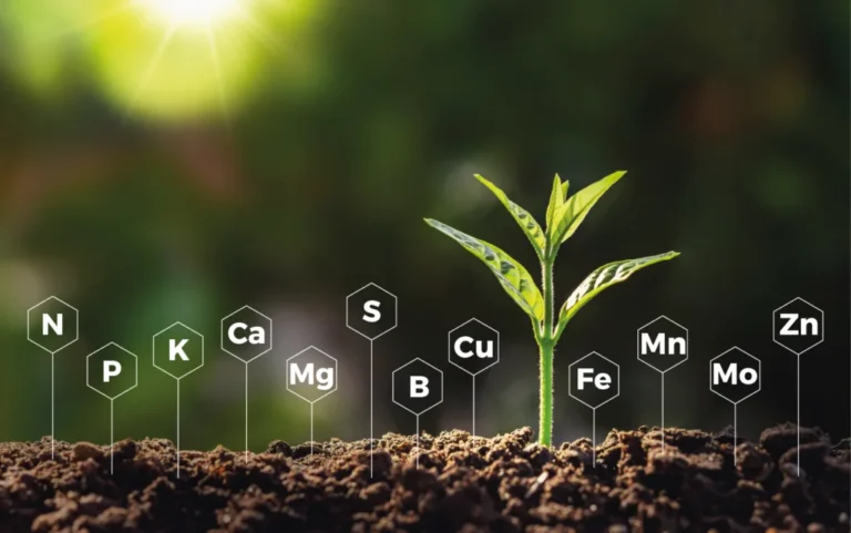 LOS MICROELEMENTOS EN LA NUTRICIÓN VEGETAL