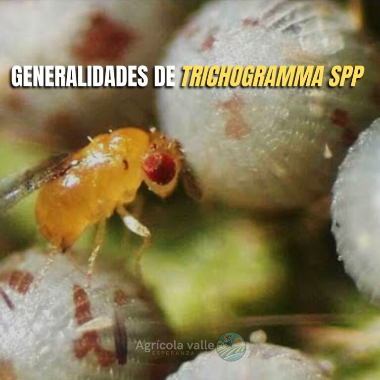 GENERALIDADES DE TRICHOGRAMMA